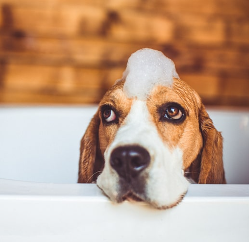 Woodland Woof Organic Goat Milk Dog Shampoo